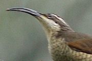 Paradise Riflebird (Ptiloris paradiseus)